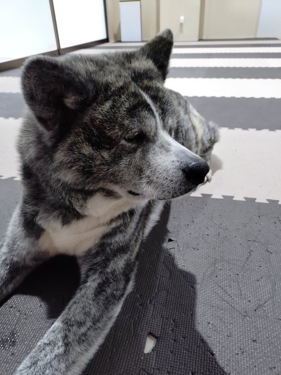 秋田犬の里【公式】 tweet media