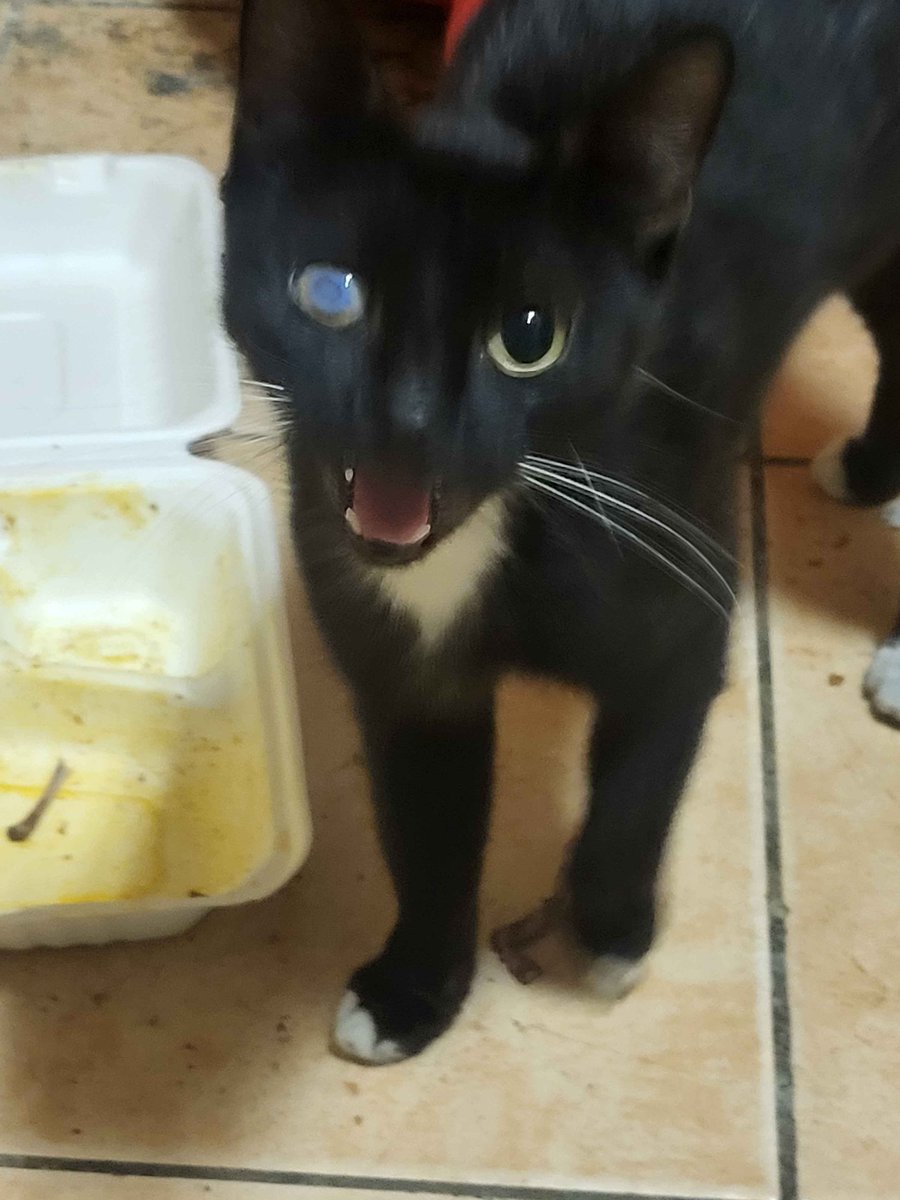 mikhail 🪼 tweet media