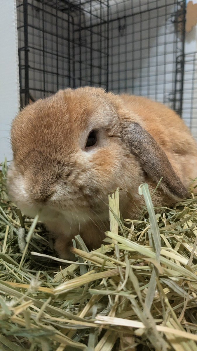 ヒロヤマ(けんた🐰) tweet media