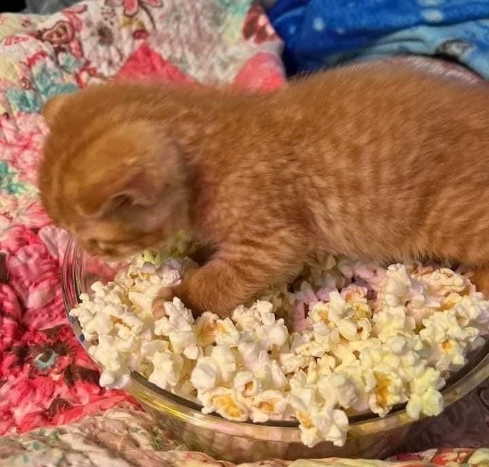 smol silly cat tweet media