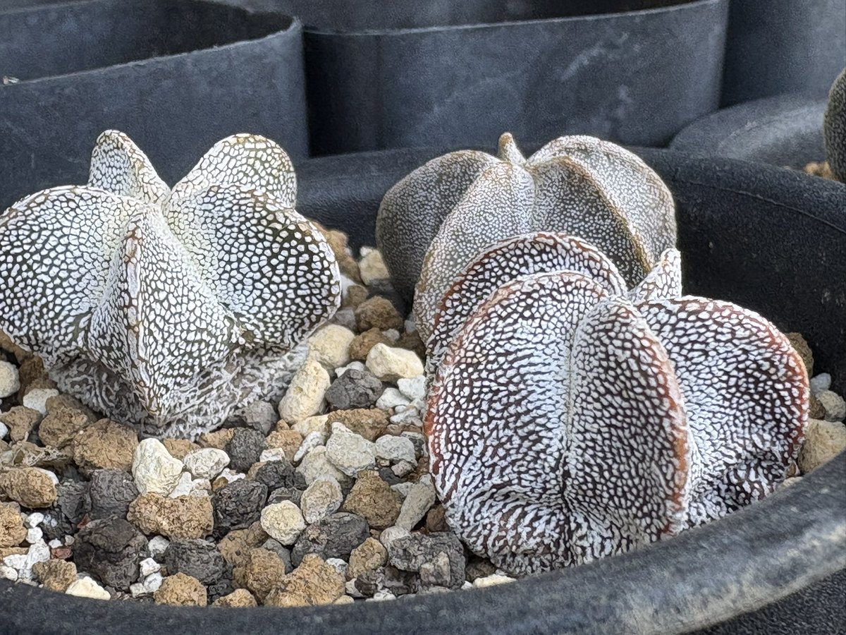 cactuspower tweet media