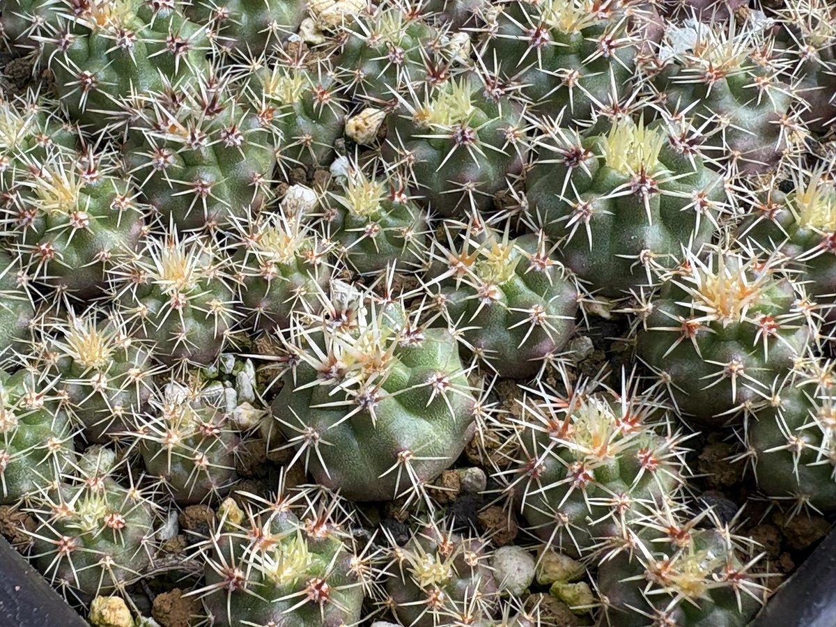 cactuspower tweet media