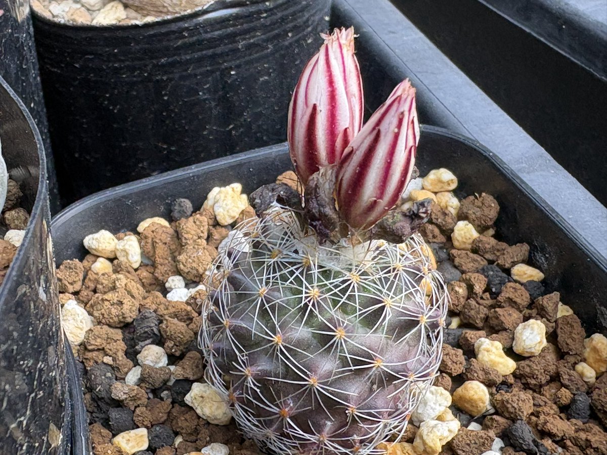 cactuspower tweet media
