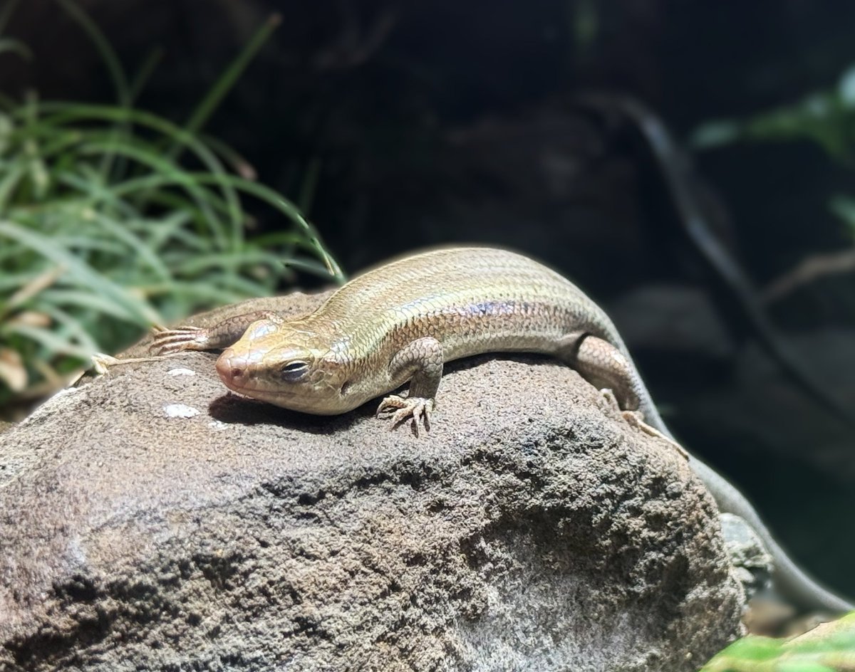 上野動物園［公式］ tweet media