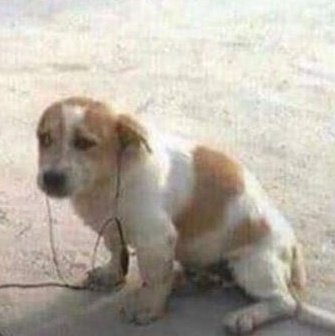 xicoliru VAI VER O JUNGKOOK ੈ✩‧₊˚ tweet media