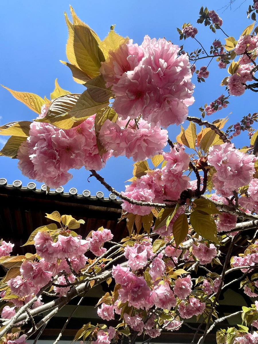 華厳宗大本山 東大寺【公式】 Tōdaiji Temple tweet media