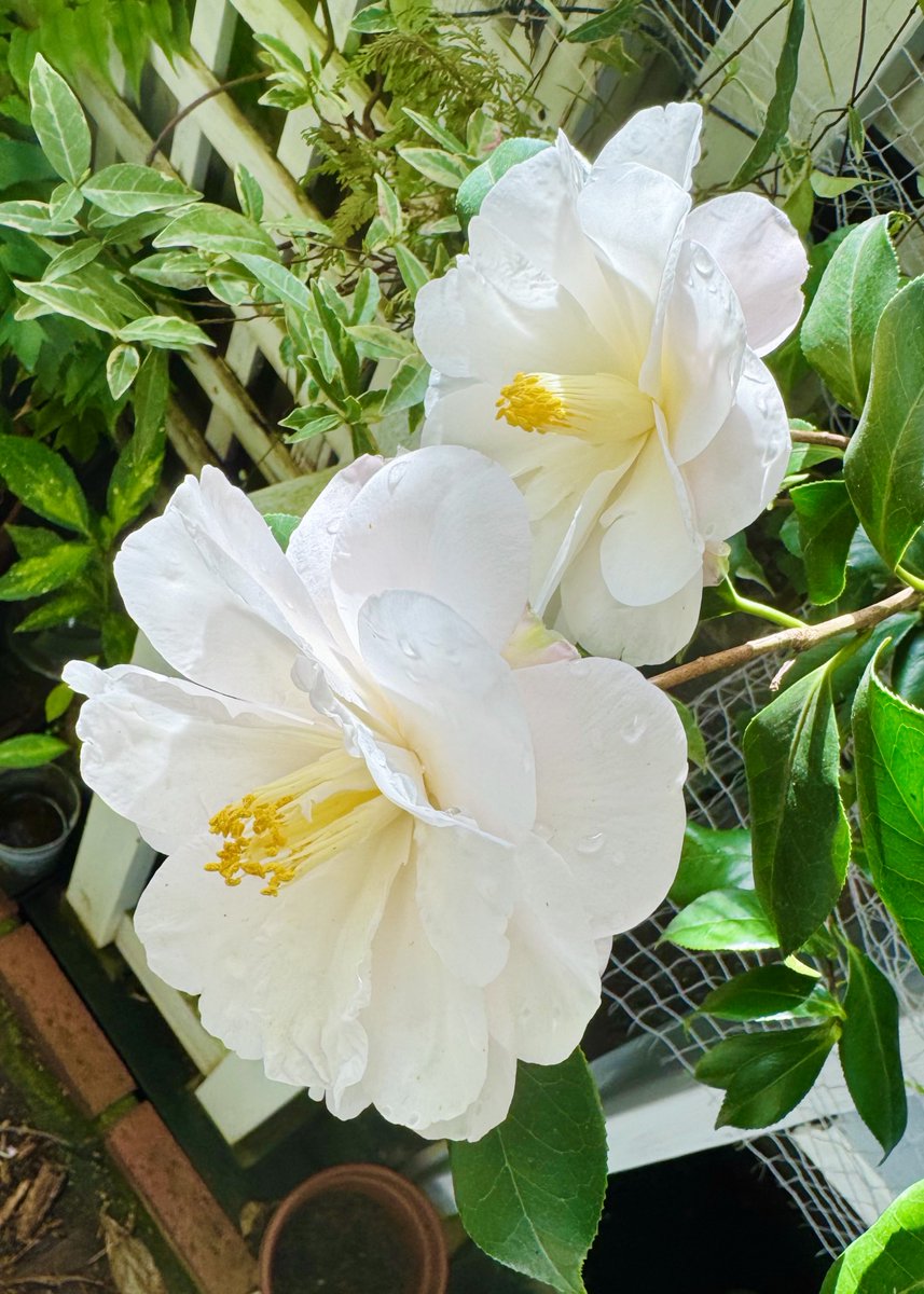 らびまる🐰 tweet media