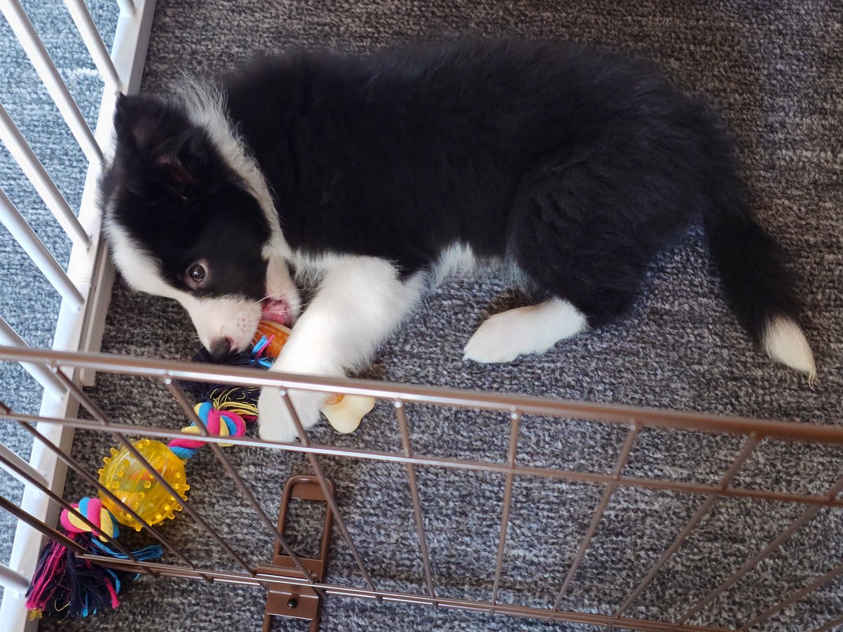 ノーフェイス tweet media