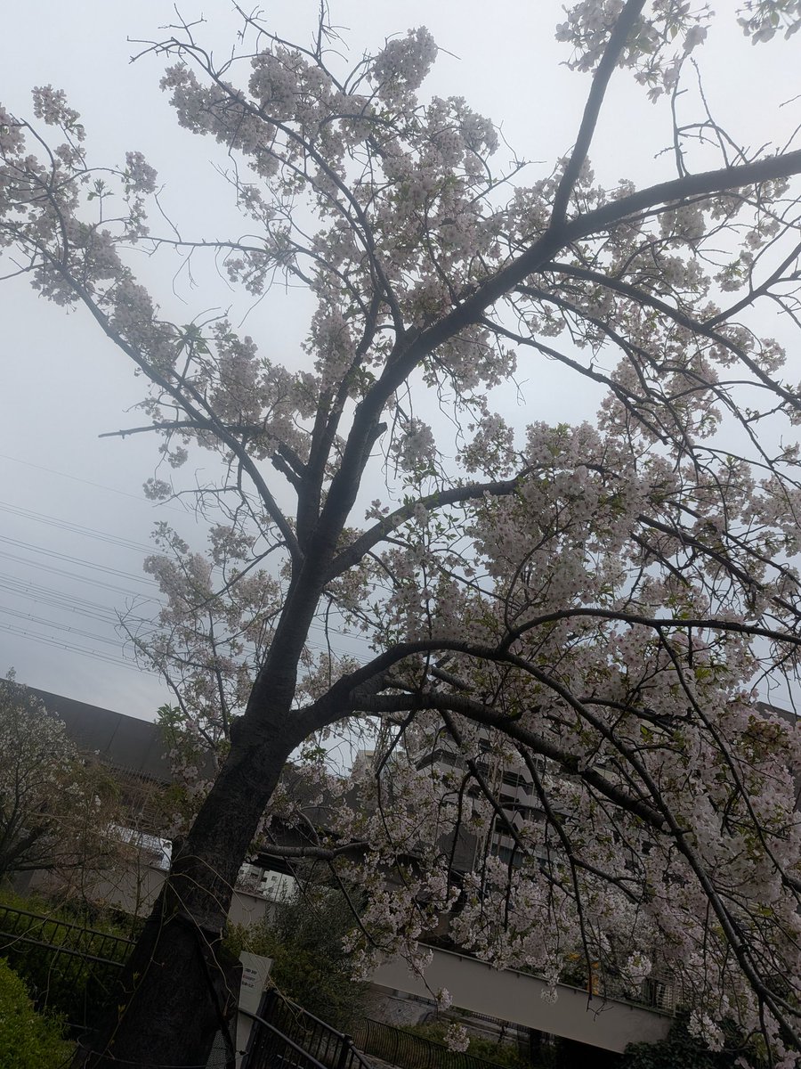KEN@咲楽ずっと愛してます。ありがとう。 tweet media