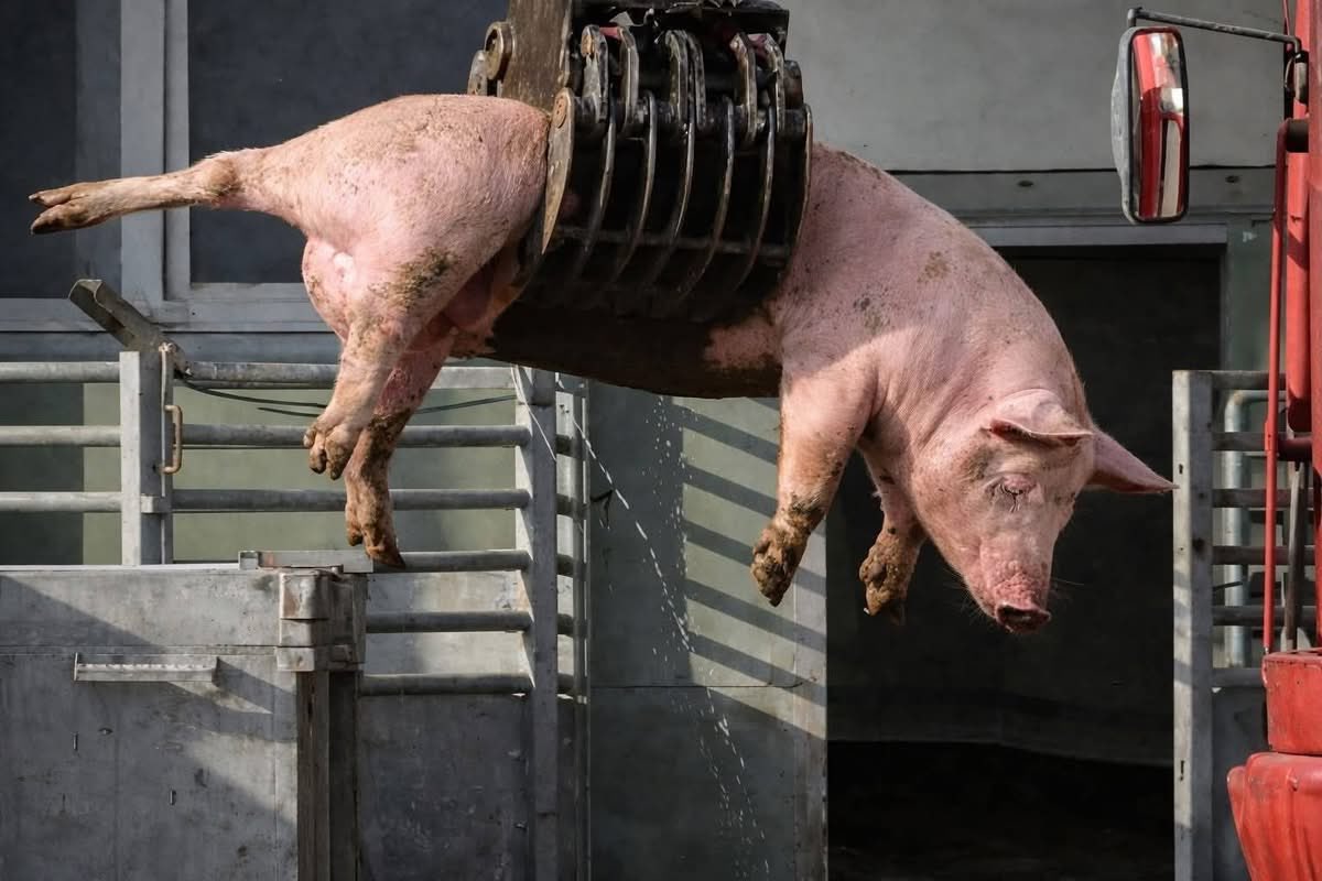 nasrene41's tweet image. #Vegan #PlantBased
The tortured souls rotting in your gut are what's causing you pain and inflammation. Stop intentionally causing suffering, and you'll stop suffering.  🤷‍♀️

Nothing changes if nothing changes.  #govegan 🌱