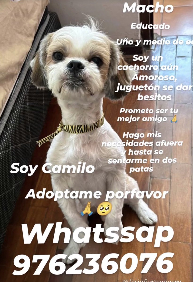 Les dejo a esta belleza que está esperando una nueva familia. ¡Adopta, no compres! 🩵🐶 Si no puedes adoptar, ayuda a compartir; así tendrá más posibilidades de encontrar una familia!! 🇵🇪🙏🏻