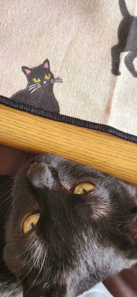 セリアで売ってた黒猫柄のランチョンマットを買った