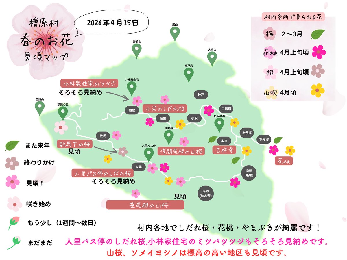 hinohara_kankou's tweet photo. 2026年4月16日(木)

昨日時点でのお花見マップ更新しました。
『人里バス停のしだれ桜』も散りはじめてきましたが、都民の森付近は桜が咲き初めました。
新緑のスピードも速いですが、まだ標高の高い場所は桜が楽しめます。
檜原村は花桃・やまぶき・ミツバツツジやモクレンなどの花なども綺麗です。 https://t.co/bwkzw5tWEX