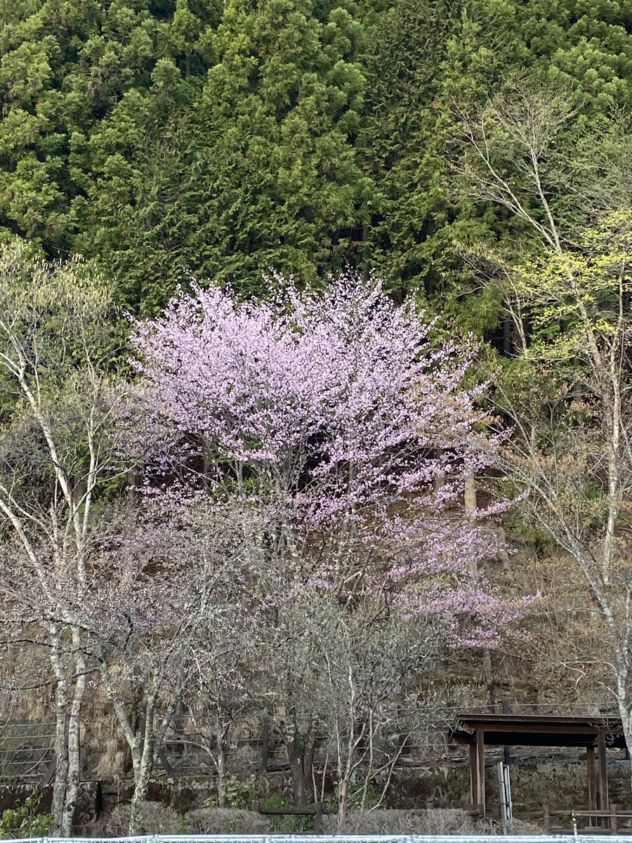 hinohara_kankou's tweet photo. 2026年4月16日(木)

昨日時点でのお花見マップ更新しました。
『人里バス停のしだれ桜』も散りはじめてきましたが、都民の森付近は桜が咲き初めました。
新緑のスピードも速いですが、まだ標高の高い場所は桜が楽しめます。
檜原村は花桃・やまぶき・ミツバツツジやモクレンなどの花なども綺麗です。 https://t.co/bwkzw5tWEX