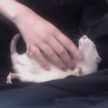 🐀ྀིྀིྀིྀིྀི tweet media