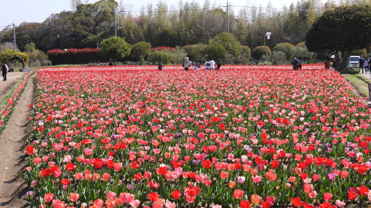 FUayusakai's tweet photo. まるで花の絨毯!和泉リサイクル環境公園のチューリップが過去最高に綺麗すぎた…2026年4月3日
https://t.co/pWe1X2Zhxb
#チューリップ #花の絨毯 #和泉リサイクル環境公園 #大阪観光 #関西お出かけ #春の絶景 #花畑 #絶景スポット
#Tulips #FlowerCarpet #OsakaTravel #JapanSpring #FlowerField https://t.co/CDz4Yr23Kj