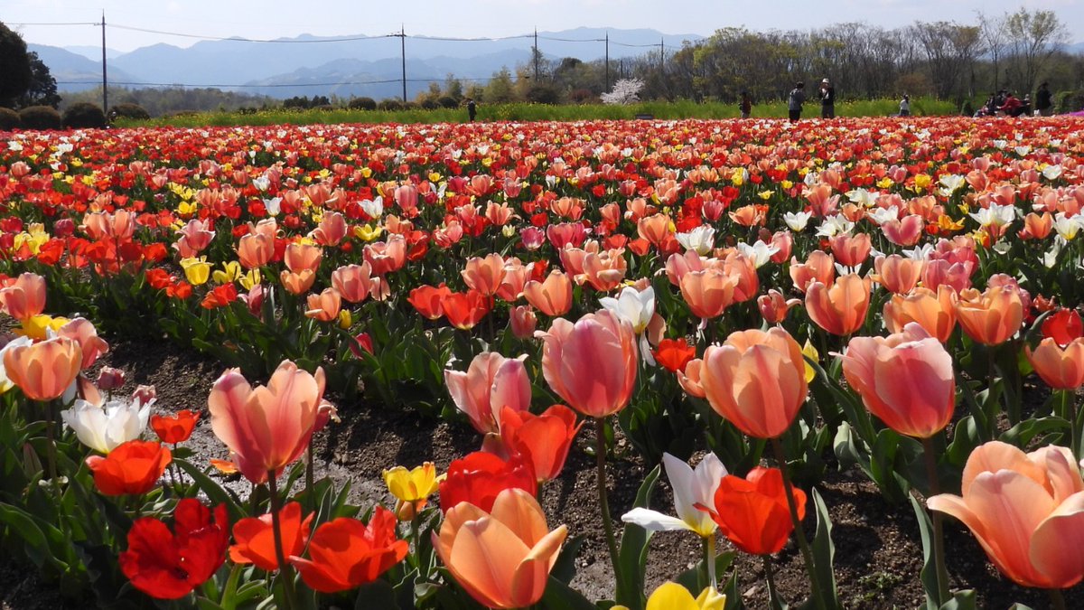 FUayusakai's tweet photo. まるで花の絨毯!和泉リサイクル環境公園のチューリップが過去最高に綺麗すぎた…2026年4月3日
https://t.co/pWe1X2Zhxb
#チューリップ #花の絨毯 #和泉リサイクル環境公園 #大阪観光 #関西お出かけ #春の絶景 #花畑 #絶景スポット
#Tulips #FlowerCarpet #OsakaTravel #JapanSpring #FlowerField https://t.co/Wvq6lQuaZl