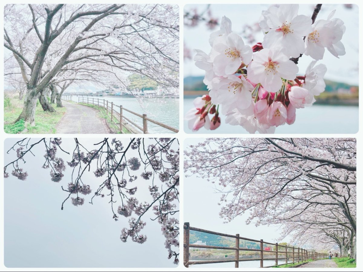 sachi❁¨̮ tweet media
