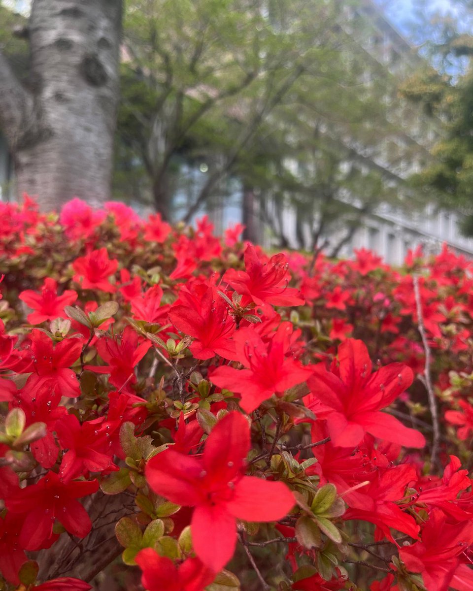 東京理科大学 tweet media