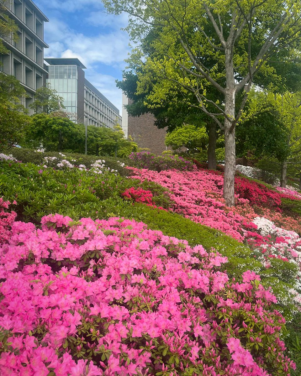 東京理科大学 tweet media