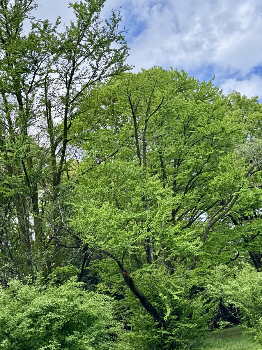 今朝は雨上がりで緑がいつもより強かった。撮影したくなるくらいに。