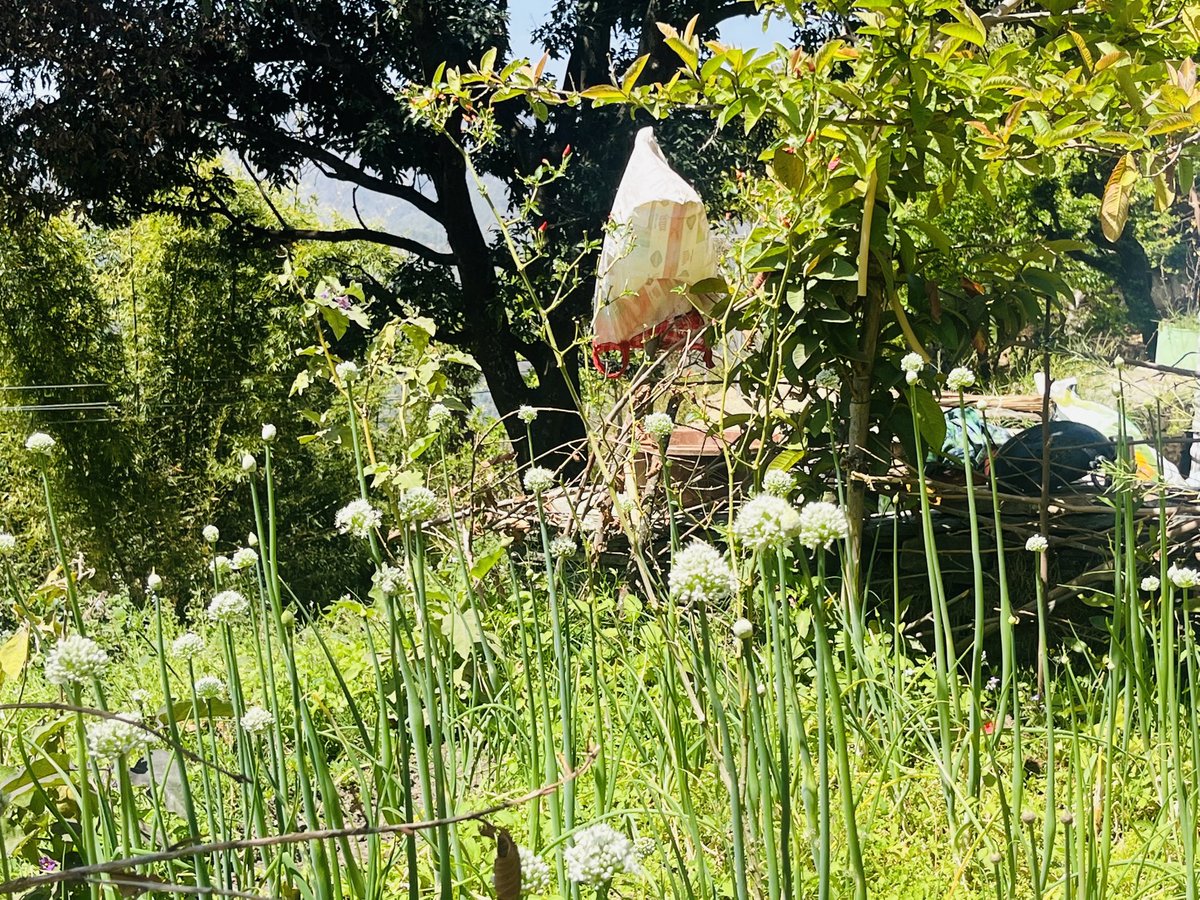 RBakshee's tweet image. Imbued with quiet #serenity and alive with pure #air and  abundant #nature ,it was worth my morning walk to this fascinating village in #Landsdowne #Uttarakhand