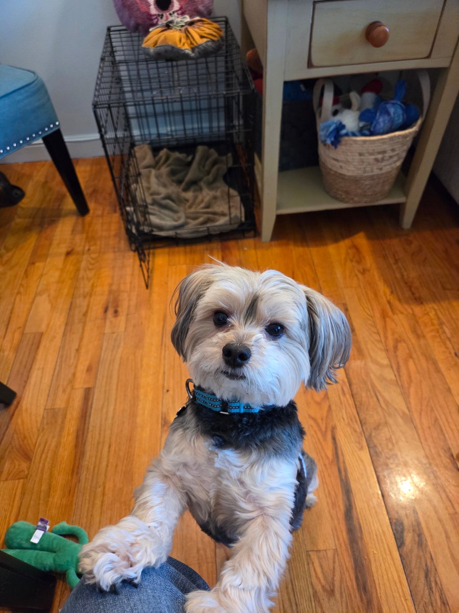 Pound Hounds ResQ tweet media