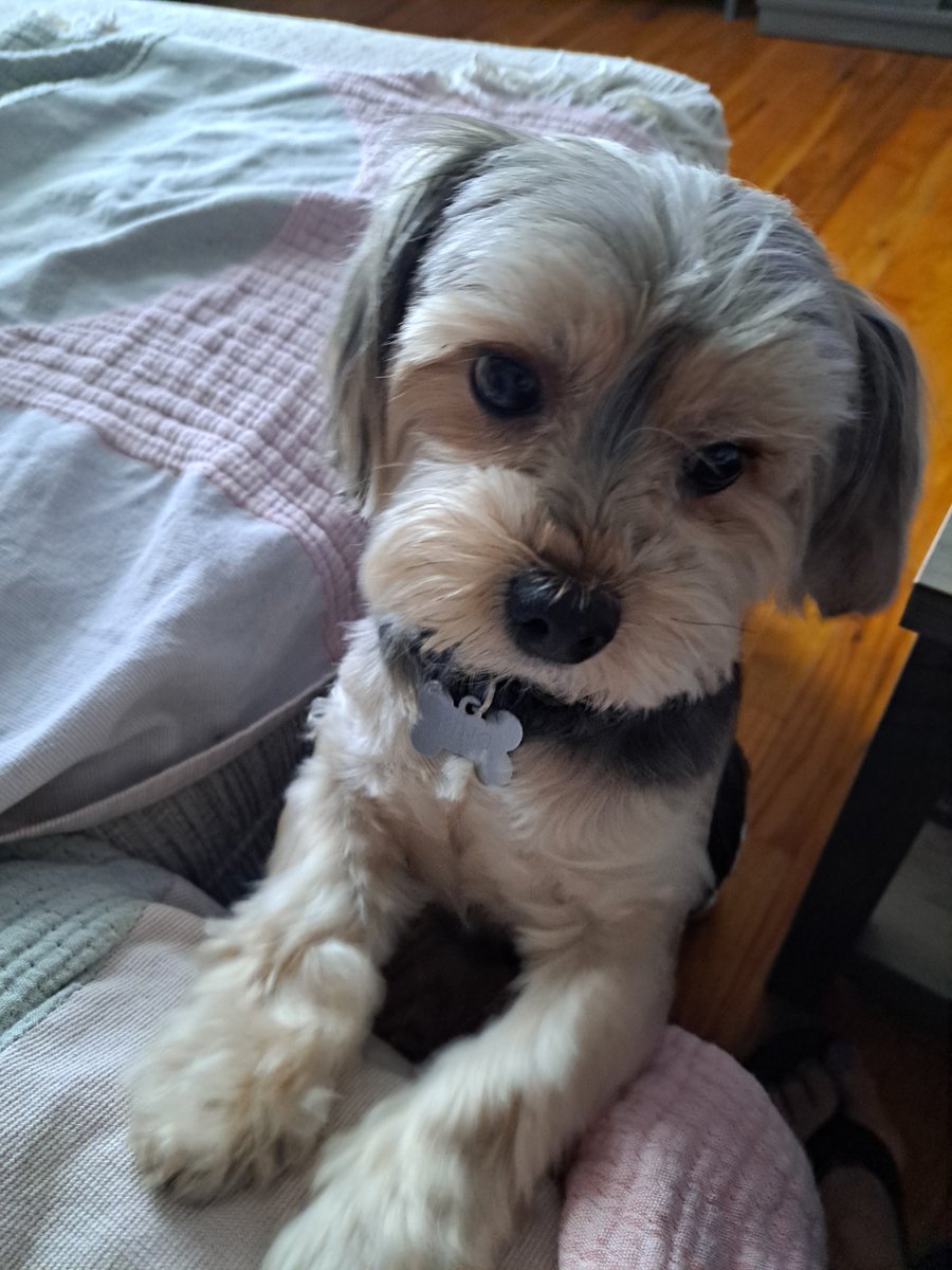 Pound Hounds ResQ tweet media