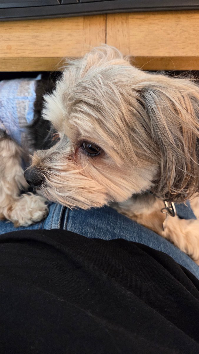 Pound Hounds ResQ tweet media