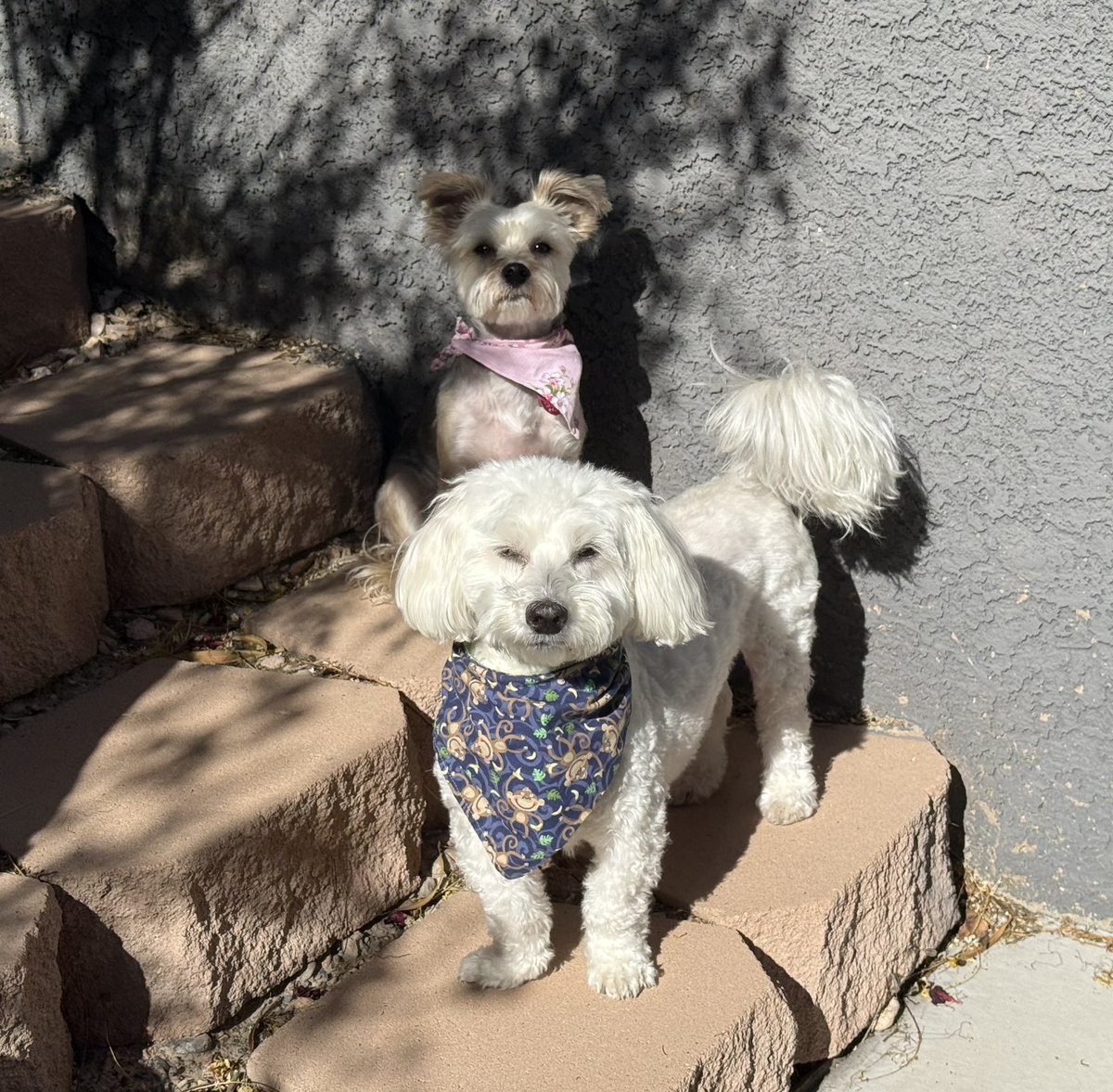 SirBailey2's tweet image. Yous got some sunglasses ☀️ Me’s could borrow? Rosie🌹hers trying to’s be invisible. So’s Mommy hers can’t see us. We’s not ready to’s come inside yet 😎🐶🐾 #soakingupthessunpuddle #dogsofx #dogsoftwitter #adogslife #doggo #pets 💚