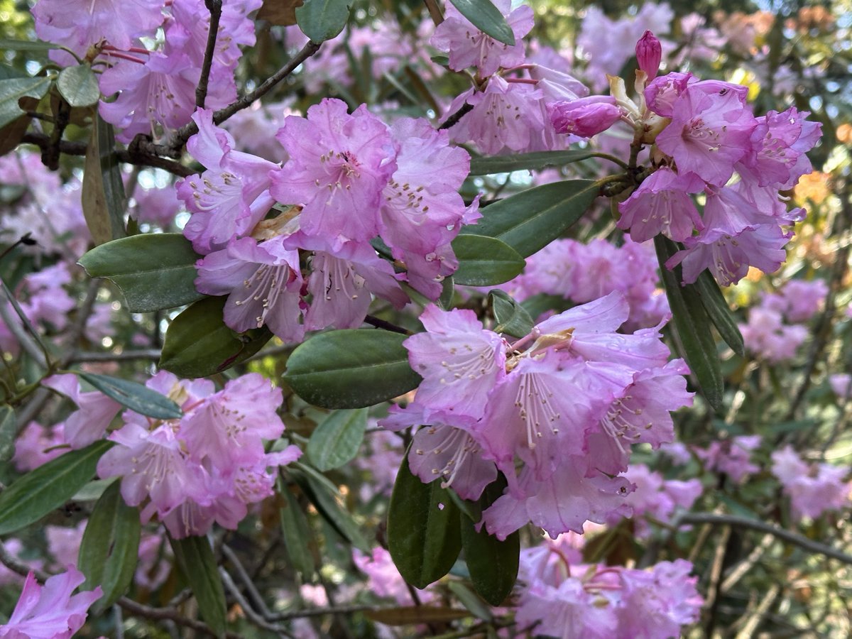 takao_jingoji's tweet image. 新緑の季節となりました♪ #japan  #kyoto  #takao  #jingoji  #京都 #高雄 #神護寺 #新緑 #石楠花 #季節 #綺麗