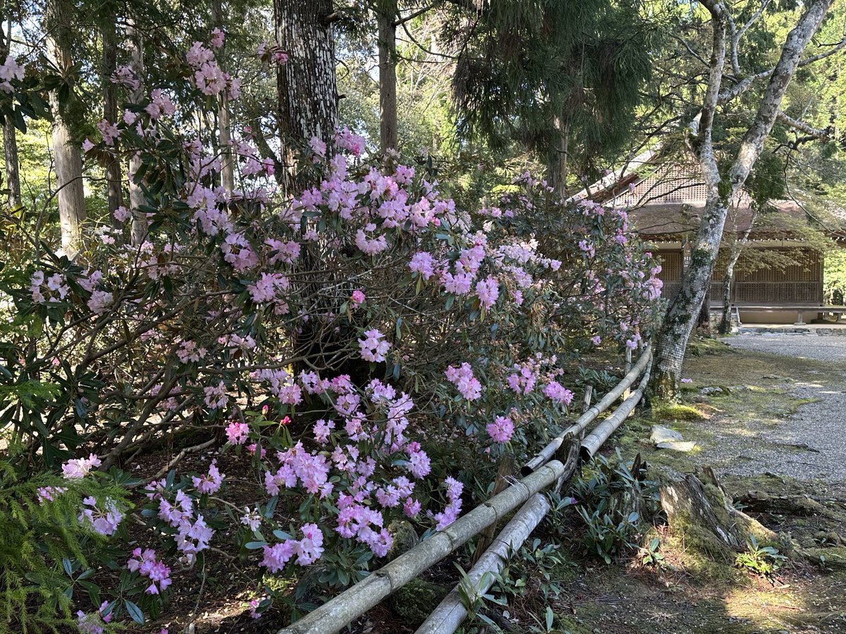 takao_jingoji's tweet image. 新緑の季節となりました♪ #japan  #kyoto  #takao  #jingoji  #京都 #高雄 #神護寺 #新緑 #石楠花 #季節 #綺麗