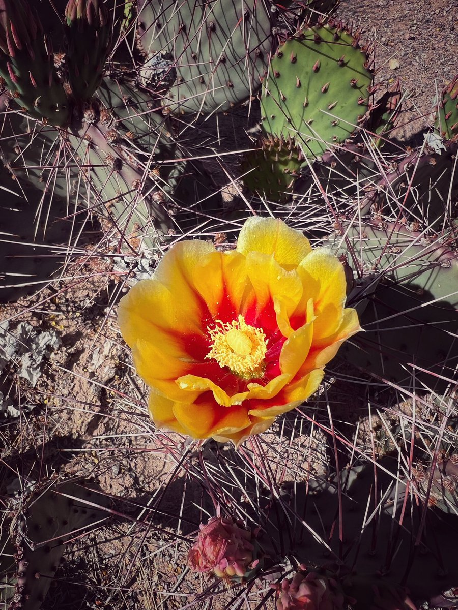 NewMexicoVibes's tweet image. Nopal blooms. #NewMexico