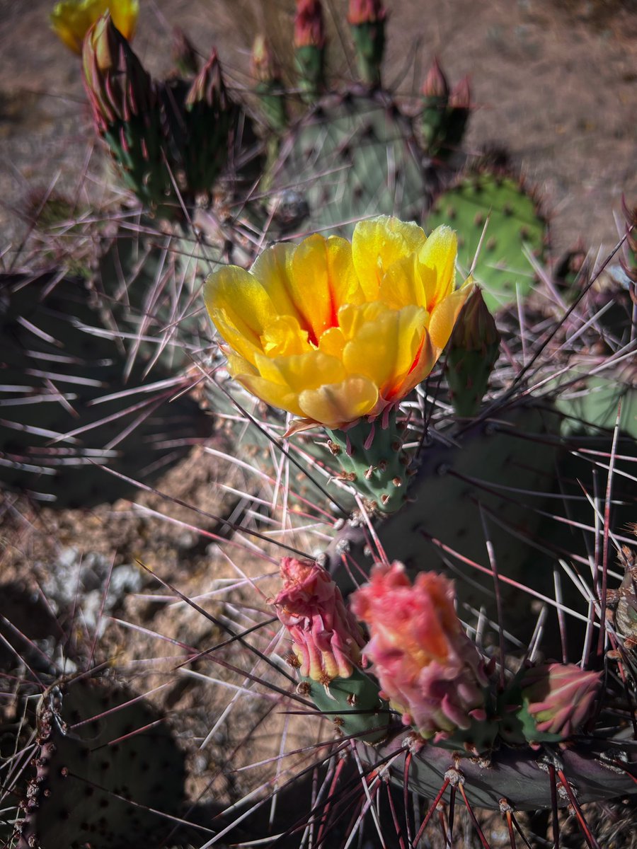 NewMexicoVibes's tweet image. Nopal blooms. #NewMexico