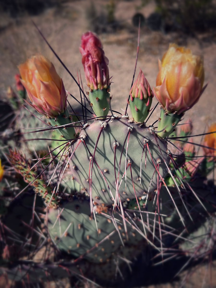 NewMexicoVibes's tweet image. Nopal blooms. #NewMexico