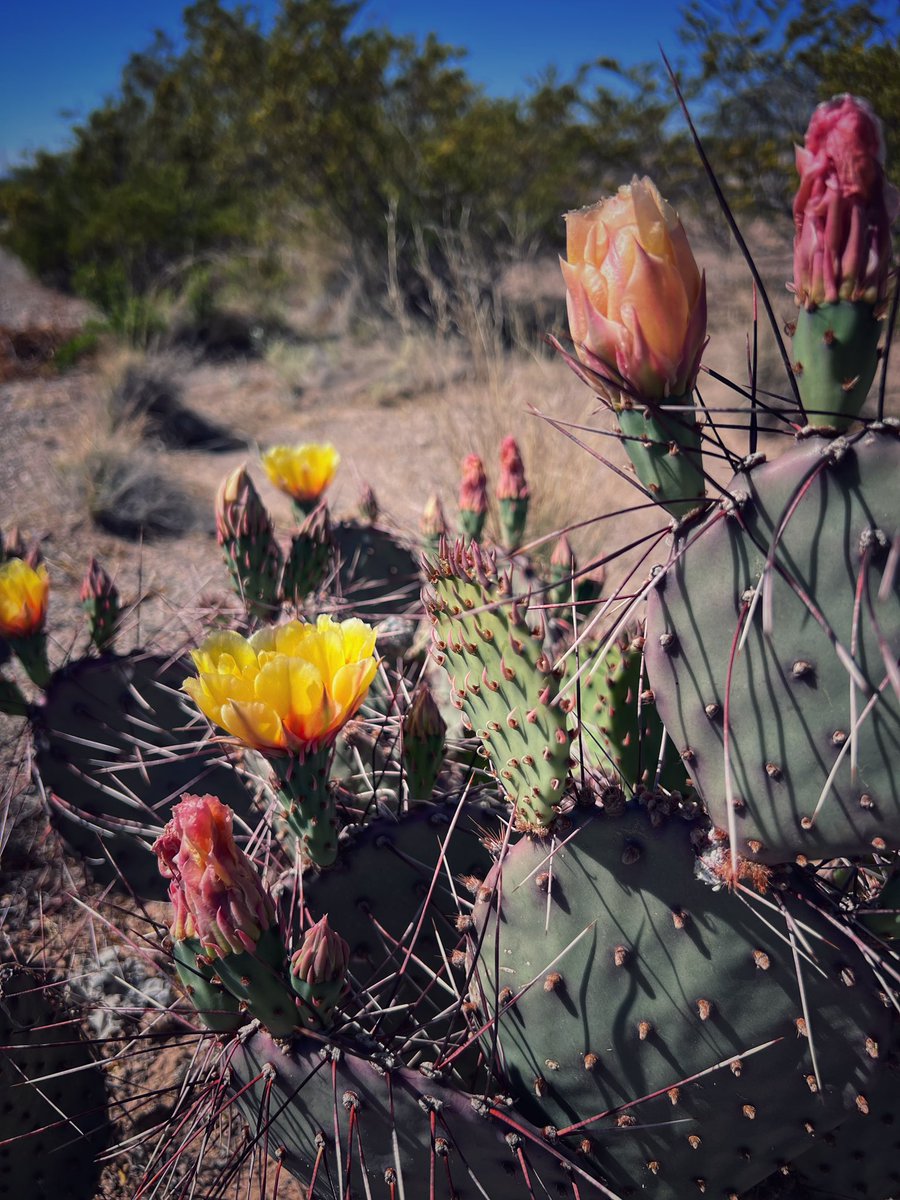 Nopal blooms. #NewMexico