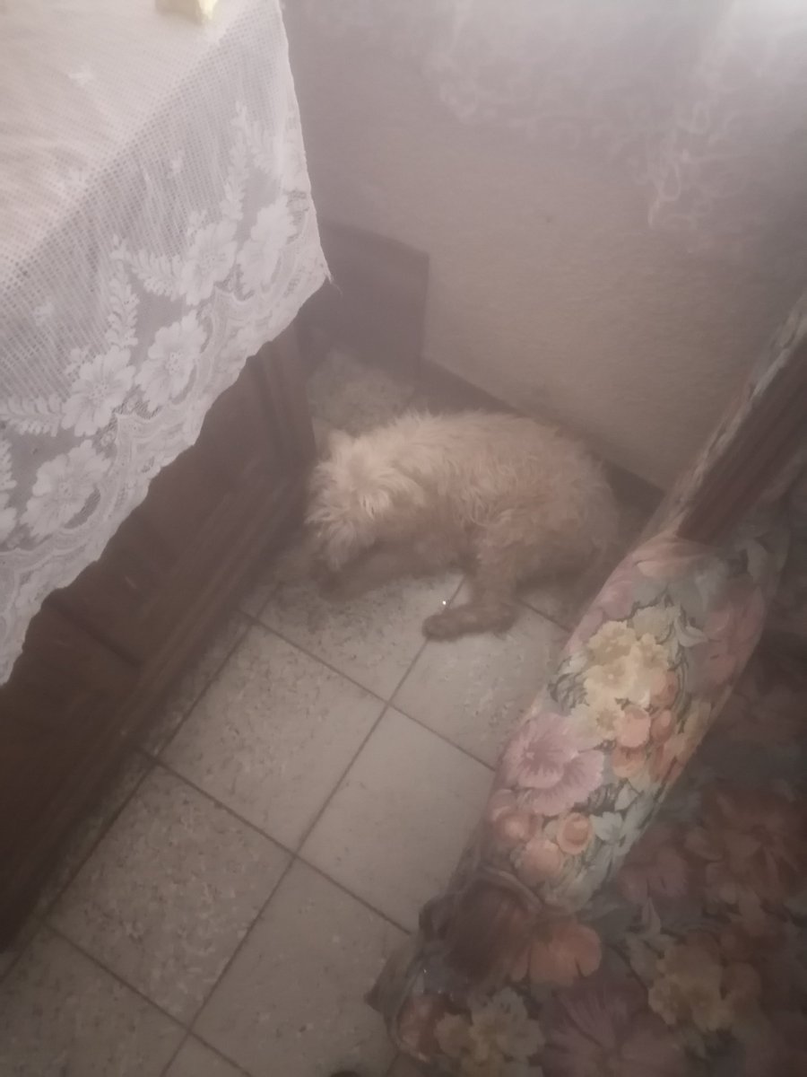 Patitas Empolvadas GDL tweet media