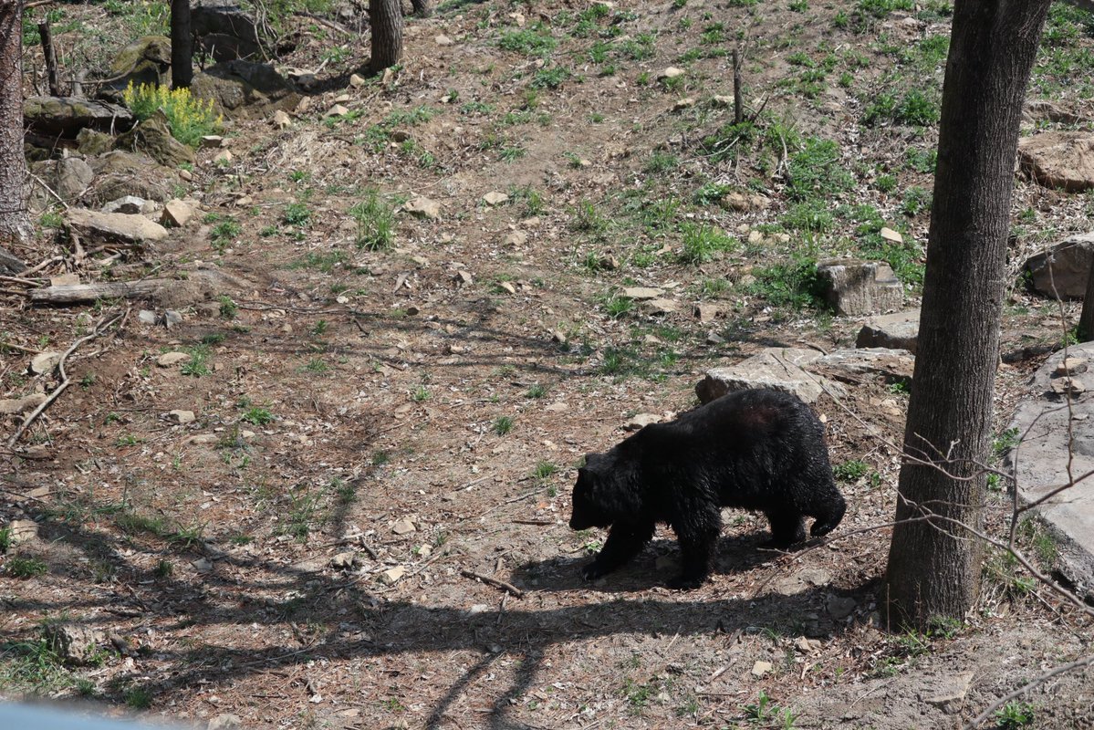 곰 보금자리 프로젝트 tweet media