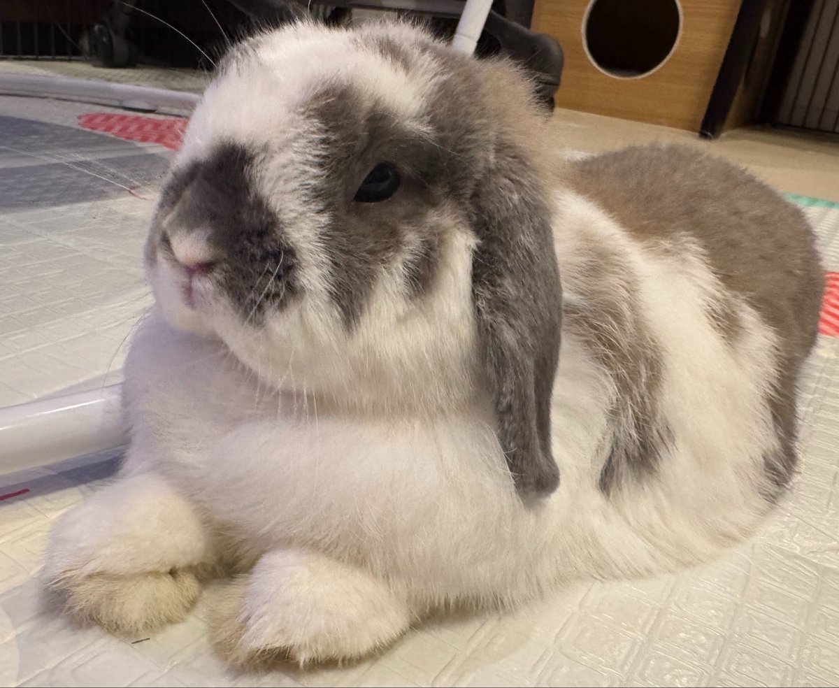 おそば🐰おれお tweet media