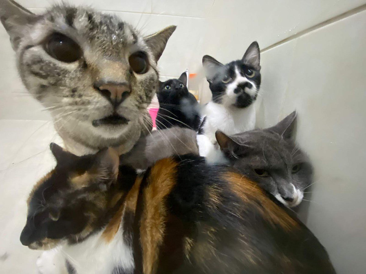 ＴＩＮＡ⁷ | is seeing bts tweet media