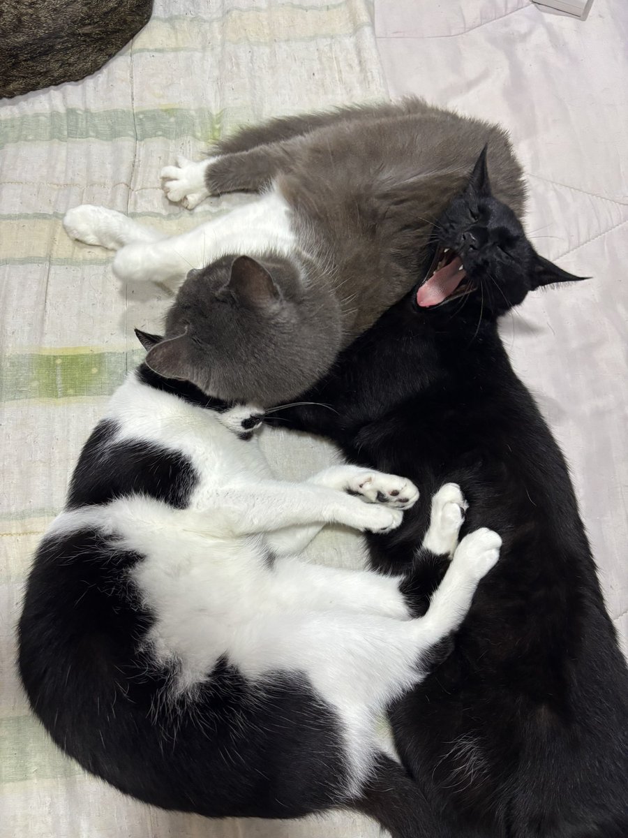 ＴＩＮＡ⁷ | is seeing bts tweet media