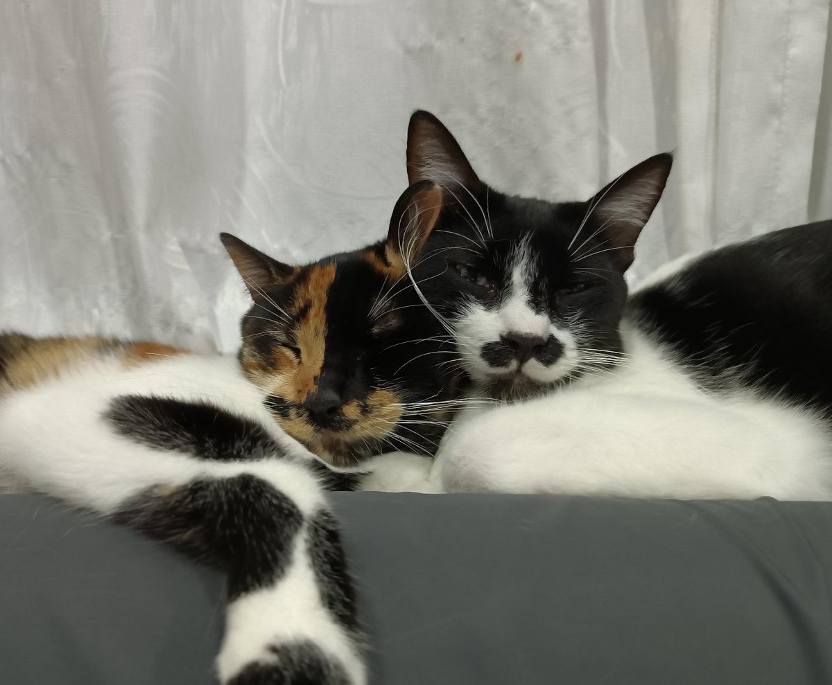 ＴＩＮＡ⁷ | is seeing bts tweet media