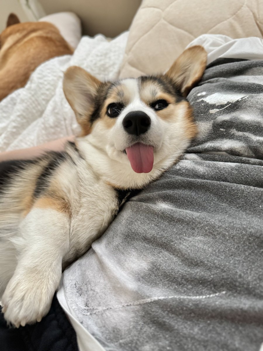 まろ眉のコパン tweet media