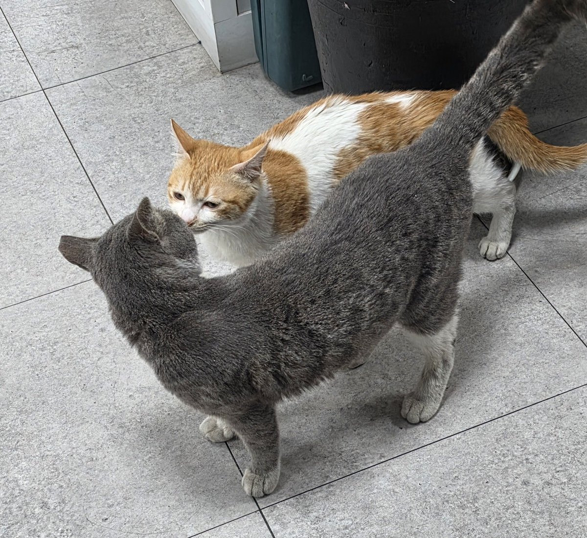 미뉴뉴 ⁺⸜₍ᐢ.𓂂.ᐢ₎⸝⁺✧ tweet media