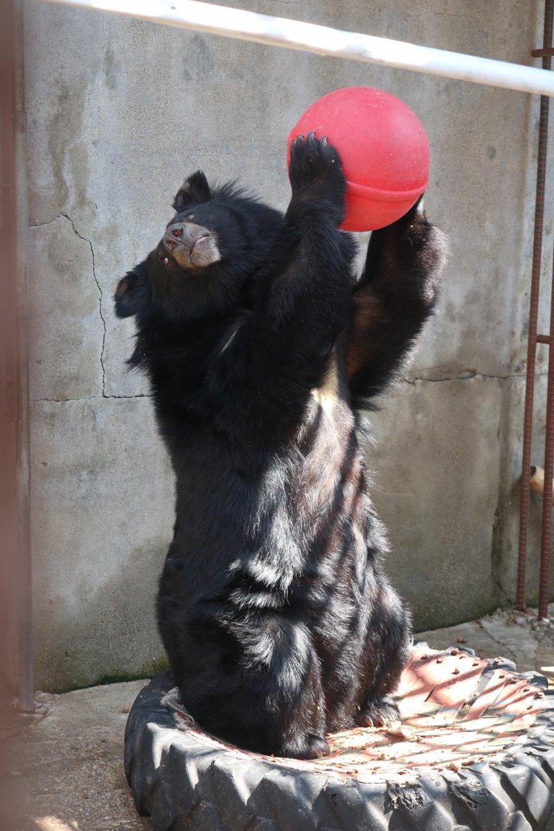 곰 보금자리 프로젝트 tweet media