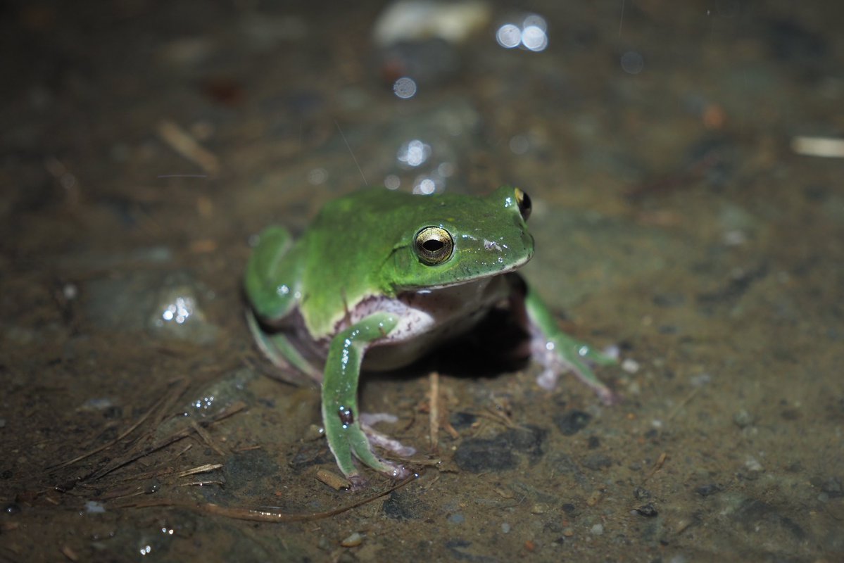 らみせ tweet media