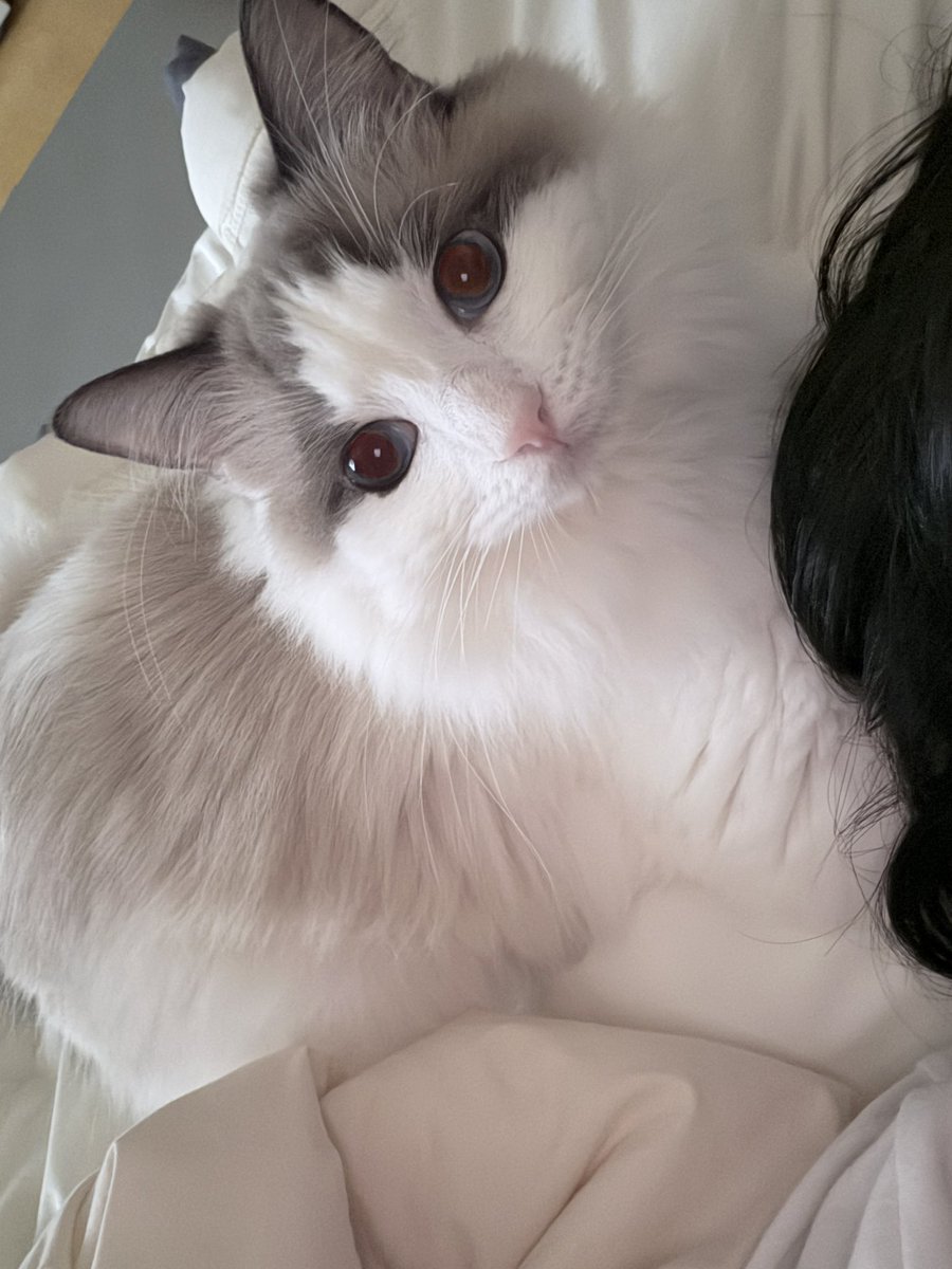 6시내고양 tweet media