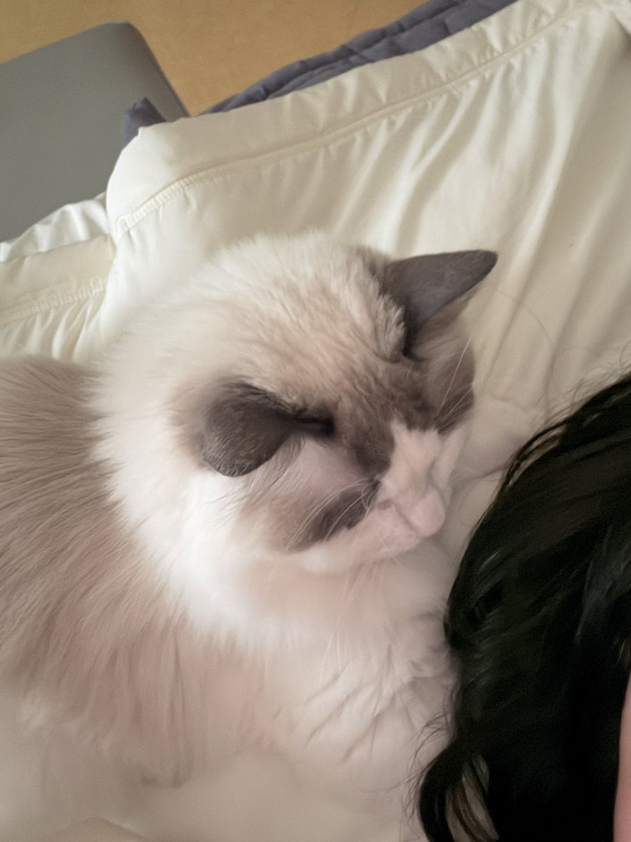 6시내고양 tweet media