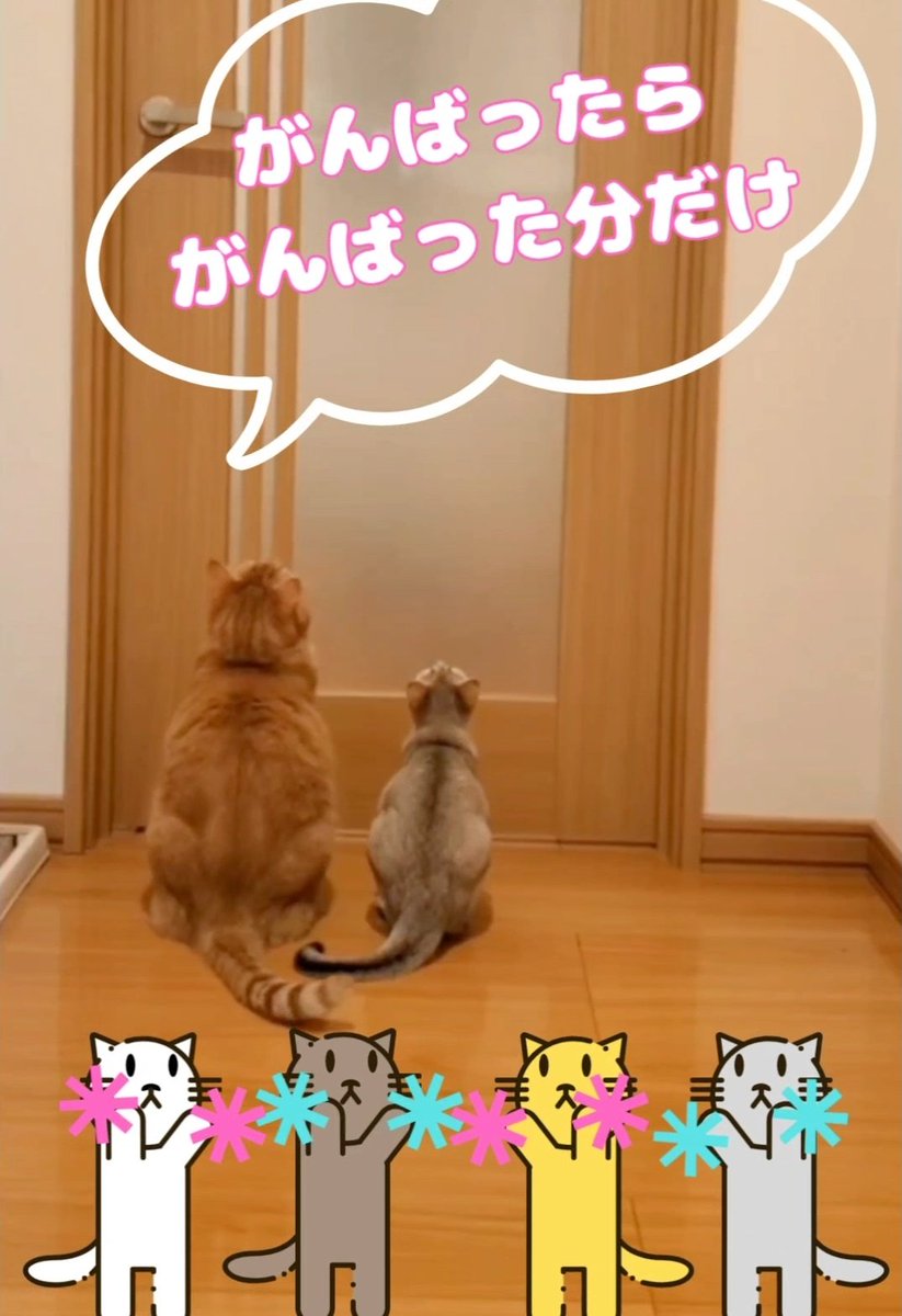 kojumacha's tweet photo. がんばっている君へ～
エールを送るにゃ🐱✨

兄猫から妹猫へ伝えたい事が↓ｺﾁﾗですにゃ😸✨
https://t.co/COj1QBiCCF

#猫好きさんとつながりたい 
#シンガプーラ https://t.co/Gy25ao4GxI