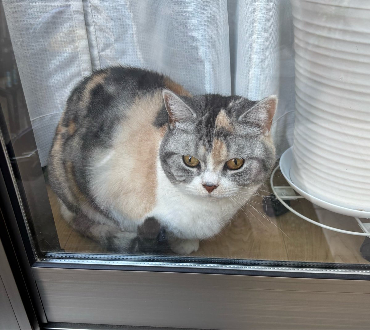 *micokoo* tweet media